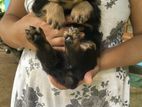 Rottweiler Puppies