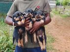 Rottweiler Puppies