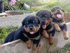 Rottweiler Puppies