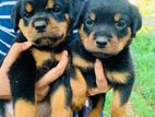 Rottweiler Puppies