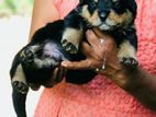 Rottweiler Puppies