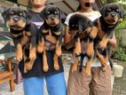 Rottweiler Puppies Kasl Registed