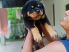 Rottweiler Puppies Kasl Registed