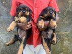 Rottweiler Puppies