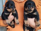 Rottweiler Puppies
