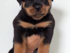 Rottweiler Puppies