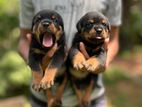 Rottweiler Puppies