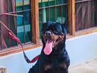 Rottweiler Puppies Looking For New Homes! KASL Registered