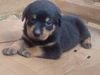 Rottweiler Puppies