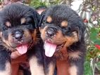 Rottweiler Puppies