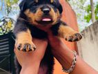 Rottweiler puppies