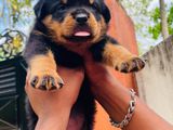 Rottweiler puppies