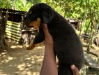 Rottweiler Puppies