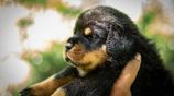 Rottweiler Puppies