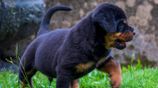 Rottweiler Puppies