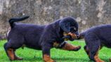 Rottweiler Puppies