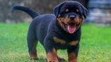 Rottweiler Puppies