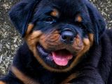 Rottweiler Puppies