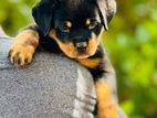 Rottweiler puppies sale