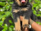 Rottweiler Puppies