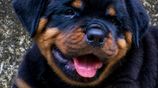 Rottweiler Puppies