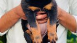 Rottweiler Puppies