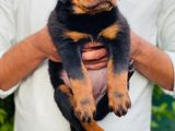 Rottweiler Puppies