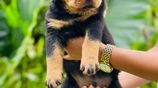 Rottweiler Puppies