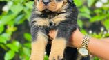 Rottweiler Puppies