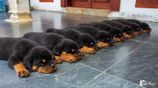 Rottweiler Puppies