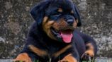 Rottweiler Puppies