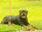 Rottweiler Puppies