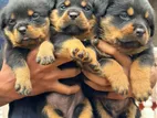 Rottweiler Puppies