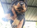 Rottweiler Puppies