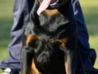 Rottweiler Puppies