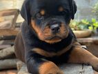 Rottweiler Puppies