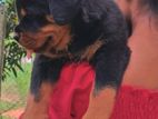 Rottweiler Puppies(KASL-FCI)