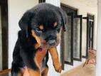 Rottweiler Puppy
