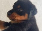 Rottweiler Puppy Female