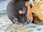 Rottweiler Puppy Female