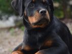 Rottweiler Puppy Female