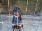 Rottweiler Puppy