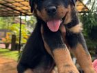 Rottweiler Puppy Female