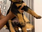 Rottweiler Puppy
