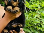 Rottweiler Puppy