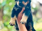 Rottweiler Puppy