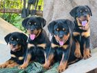 Rottweiler Puppy