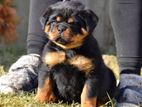 Rottweiler Puppy