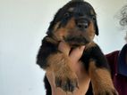 Rottweiler Puppy