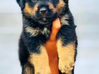 Rottweiler Puppy